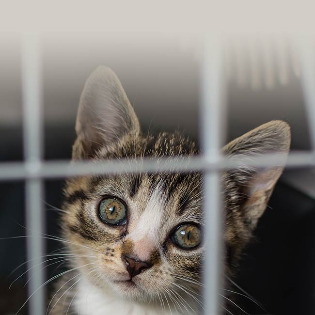 Fashion That Feeds Rescue Pets